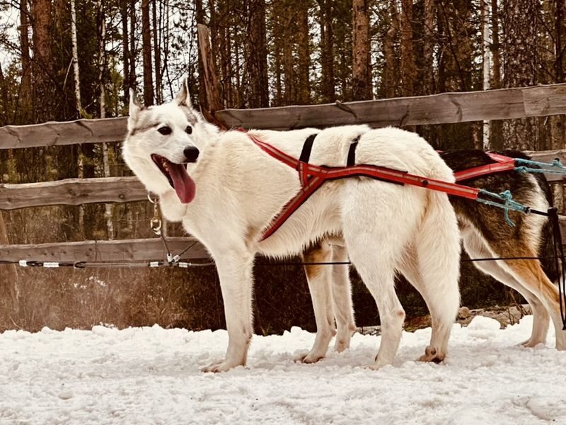 Ultimate Lapland Combo, Meet Santa, Reindeer and Husky Ride - Husky ride: a faster burst of Arctic activity