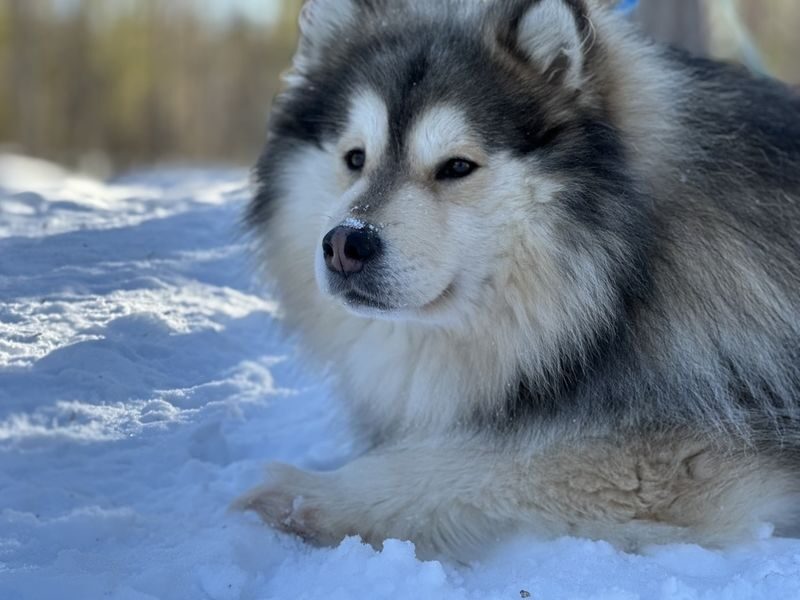 Ultimate Lapland Combo, Meet Santa, Reindeer and Husky Ride - Optional Snowman World and the museum package