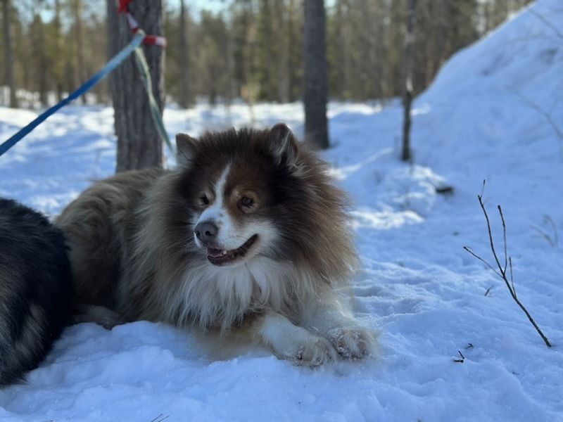 Ultimate Lapland Combo, Meet Santa, Reindeer and Husky Ride - Is the price fair for a half-day?