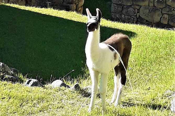 Ultimate Lares Trek & Inca Trail 5 Days - Reviews and Ratings