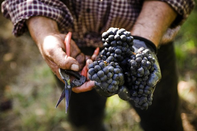 Ultimate Mornington Peninsula Food and Wine Small Group Tour - Pricing and Terms
