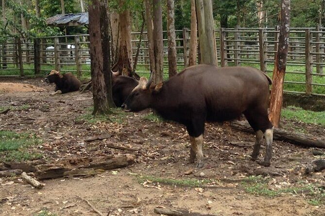 Ultimate Perak Nature Expedition - Frequently Asked Questions