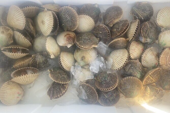 Ultimate Private Scalloping Adventure in Crystal River - Who Will Love This Experience?