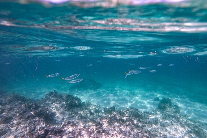 Ultimate Punta Cana Party: Snorkeling, Open Bar & Fun - The Crew and Safety Measures