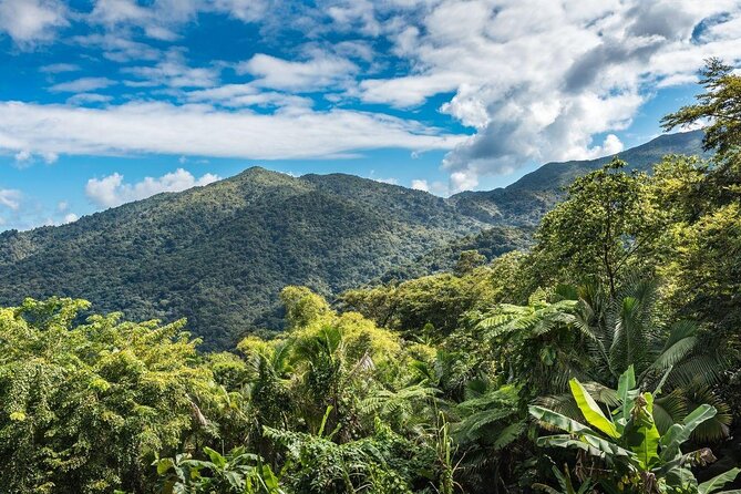 Ultimate Rainforest Hike and Culinary Beach Experience - Experience Details