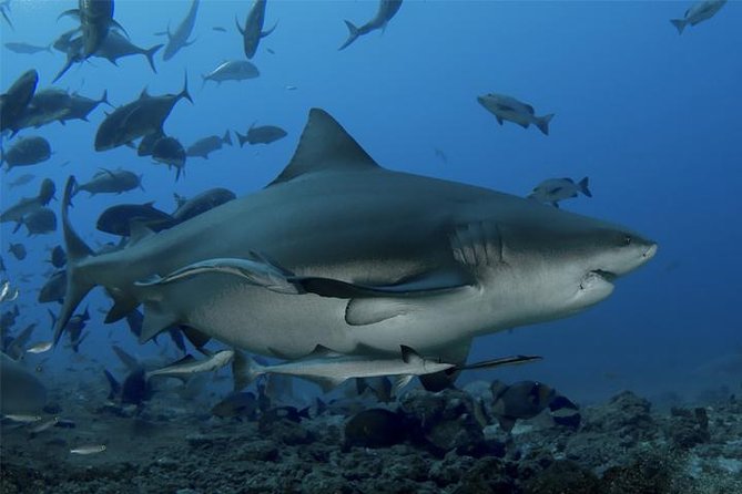 Ultimate Shark Encounter Two Tank Dive at The World Famous Beqa Lagoon - What To Expect