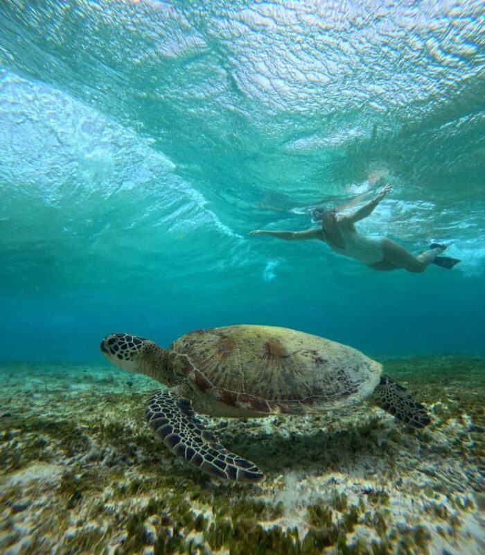 Ultimate Snorkeling Escape to the Wonders of Gili Island - Who Will Love This Tour?