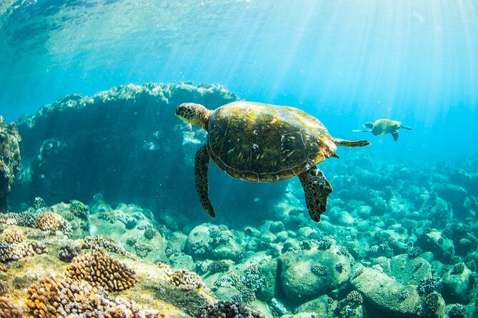 Ultimate South Island Zodiac Boat Snorkel Adventure in Kauai - The Sum Up