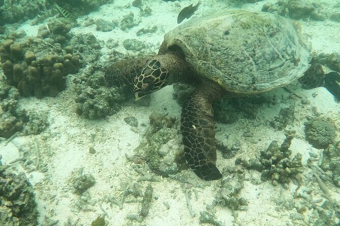 Ultimate Upolu Highlights Tour  Apia Cruise Ship Shore Excursion - The Sum Up