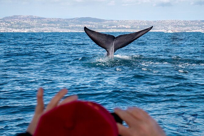 Ultimate Whale and Dolphin Watching in Newport Beach, 6 Person Maximum - Life Jackets and Undivided Attention Provided