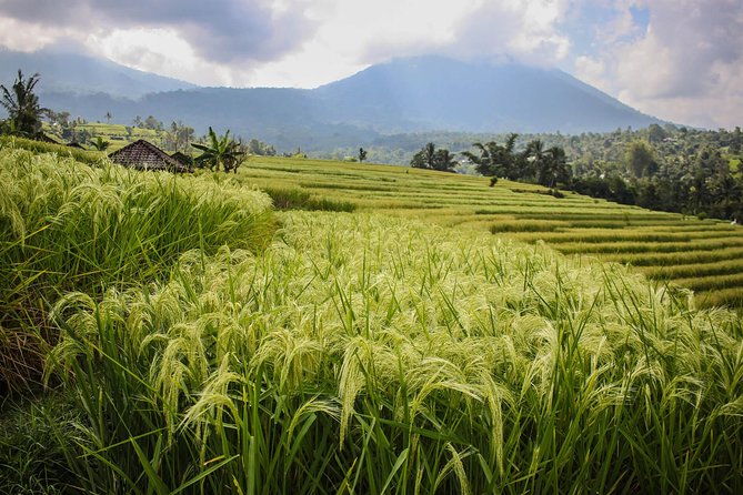 Ulun Danu Beratan Temple - Bedugul - Jatiluwih (UNESCO) - Tanah Lot Sunset Tours - Tour Pricing