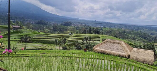 Ulundanu Beratan Temple, Jatiluwih Rice Terrace, and Tanah Lot - Full Description