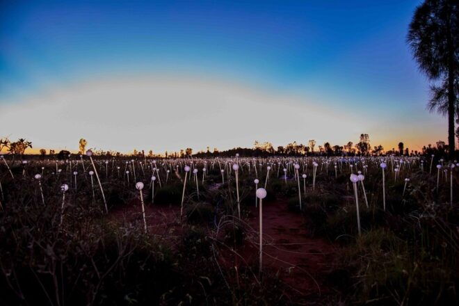 Uluru: Field of Light Sunrise Tour With Hot Drinks - Walk Through the Field of Light Uluru