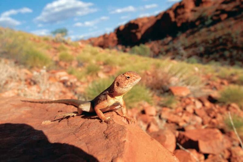 Uluru, Kata Tjuta & Kings Canyon Camping Tour - FAQ