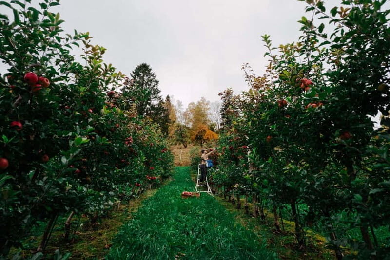 Ulvik: Cider Flight with 4 Types of Cider or Apple Juice - An In-Depth Look at the Cider and Apple Juice Experience