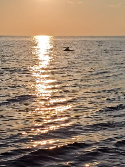 Umag: Dolphinwatching & sunset panorama tour - Who This Tour Suits Best