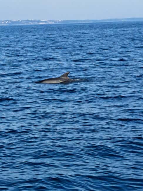 Umag: Snorkeling & dolphin watching morning boat tour - The Practical Side: What’s Included & What to Know