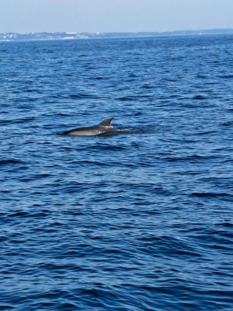 Umag: Snorkeling & dolphinwatching morning boat tour - Practical Details and Tips
