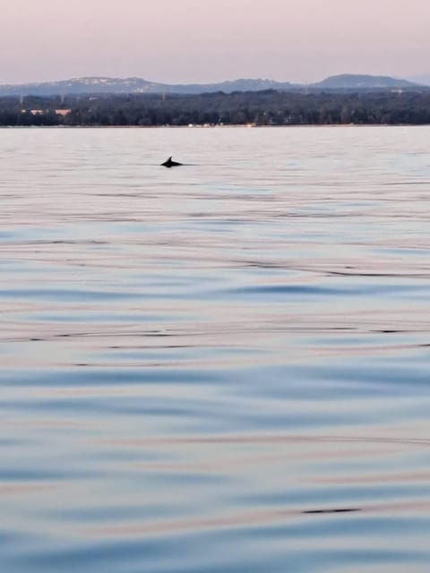 Umag: Snorkeling & dolphinwatching morning boat tour - FAQ