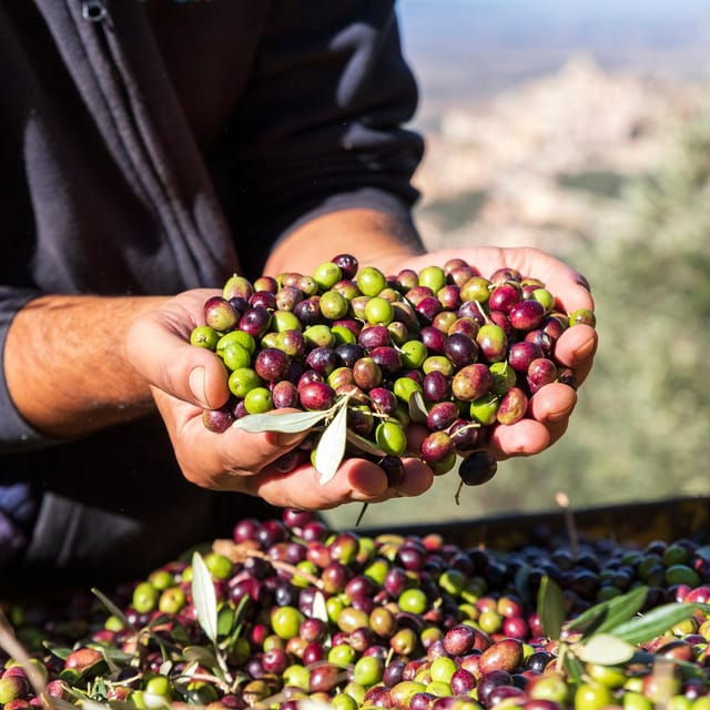 Umbria: E-Bike Rental and Fresh EV Olive Oil Tasting - Exploring the Umbrian Hills