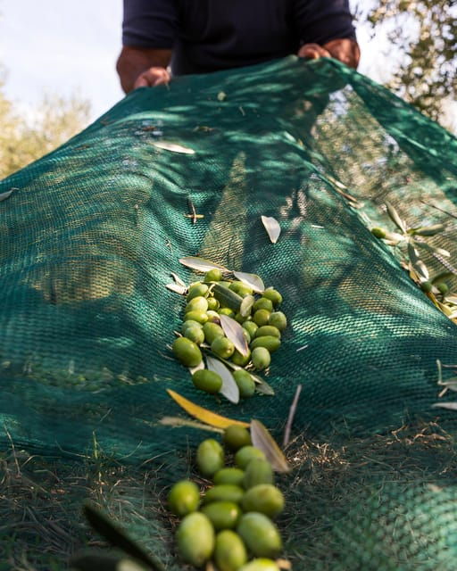 Umbria: E-Bike Rental and Fresh EV Olive Oil Tasting - Whats Included in Your Rental