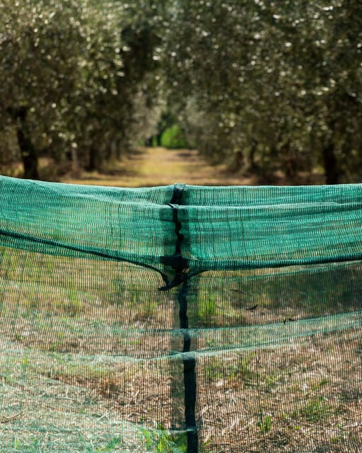 Umbria: E-Bike Rental and Fresh EV Olive Oil Tasting - Frequently Asked Questions