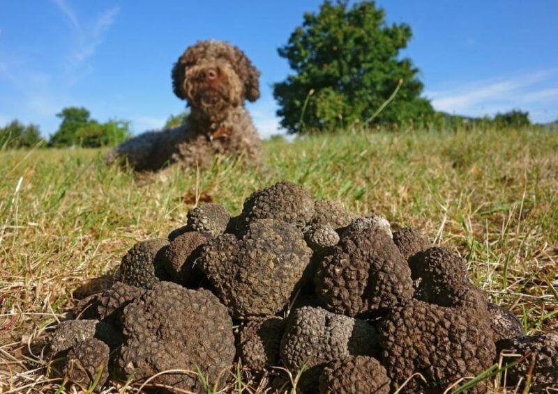 Umbria: Truffle hunting in the woods with lunch - Why This Tour Offers Real Value