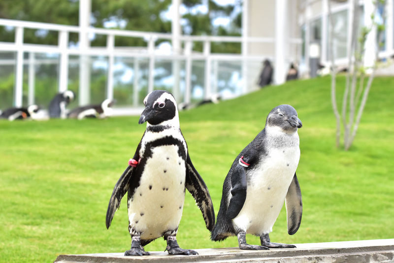 Uminonakamichi Marine World Admission Ticket in Fukuoka - A half-day aquarium with a show worth planning around
