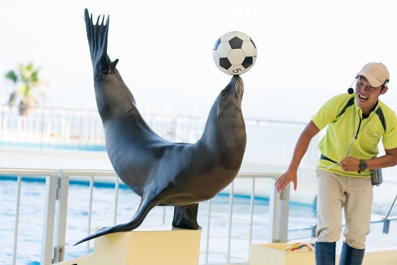 Uminonakamichi Marine World Admission Ticket in Fukuoka - Start with the day’s show schedule