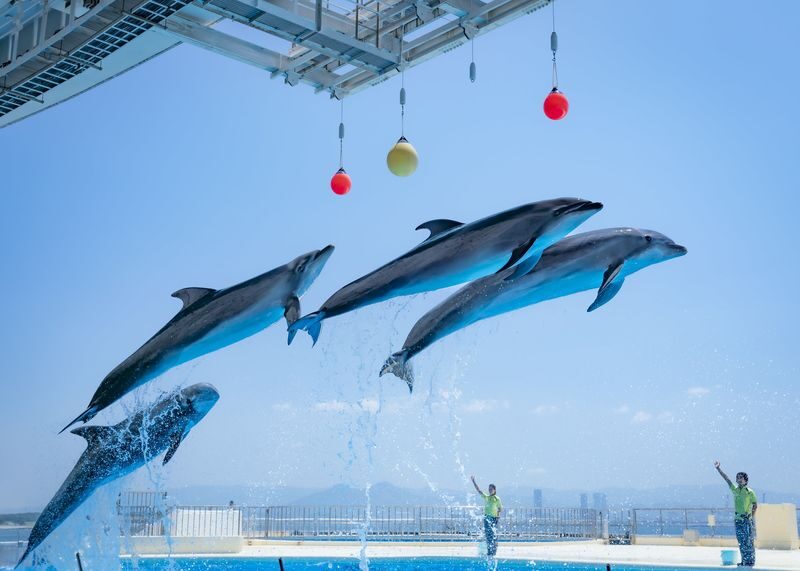 Uminonakamichi Marine World Admission Ticket in Fukuoka - Sharks, Kyushu waters, and smaller encounters