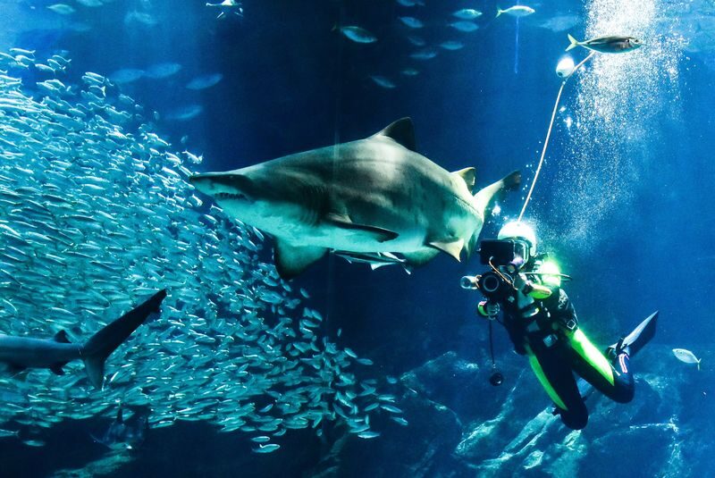 Uminonakamichi Marine World Admission Ticket in Fukuoka - Finding your way and making time for lunch