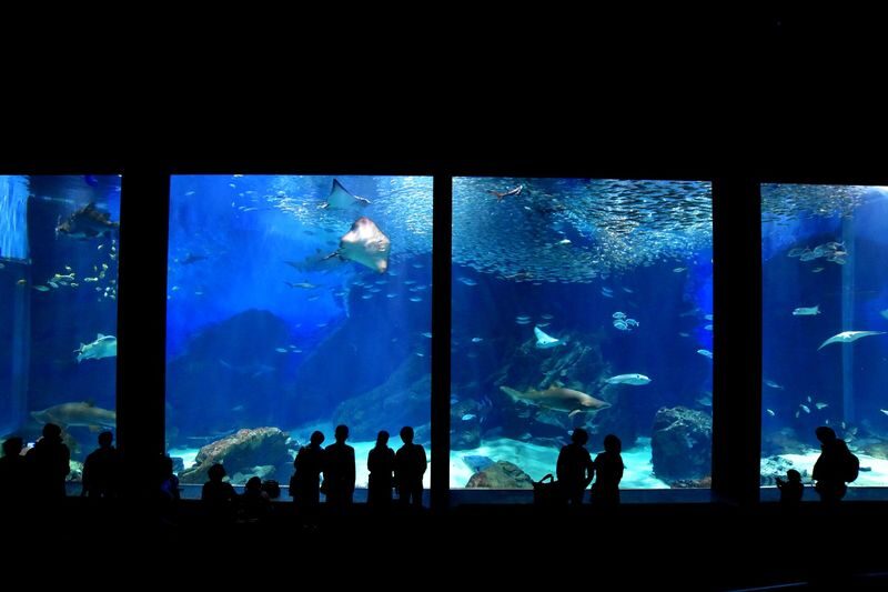 Uminonakamichi Marine World Admission Ticket in Fukuoka - What the ticket covers, and what it does not
