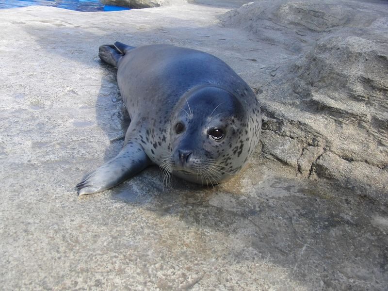 Uminonakamichi Marine World Admission Ticket in Fukuoka - Opening hours and the seasonal night aquarium