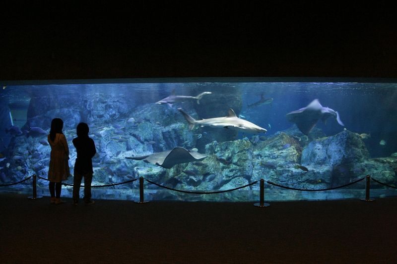 Umitamago Aquarium Ticket in Oita - Start with the big tank, then slow down