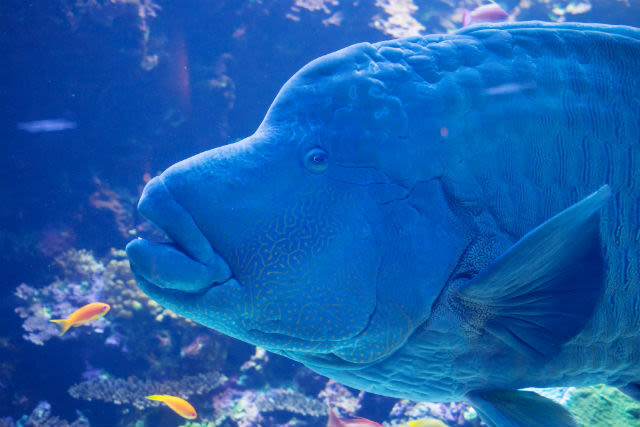 Umitamago Aquarium Ticket in Oita - Make time for the walrus and dolphin shows