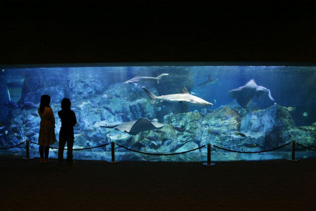 Umitamago Aquarium Ticket in Oita - Allow a half day, not just a quick walk-through
