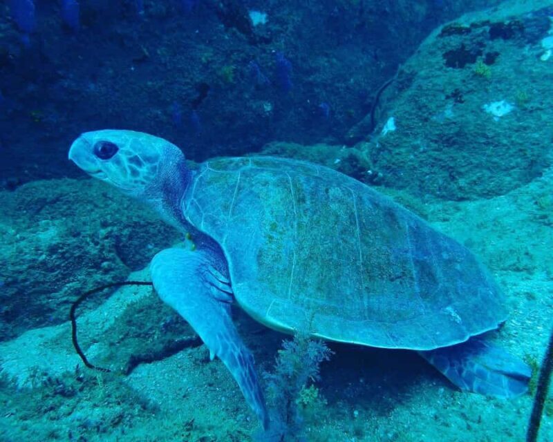 Unawatuna: Discover Scuba Diving Experience for Beginners - Good To Know