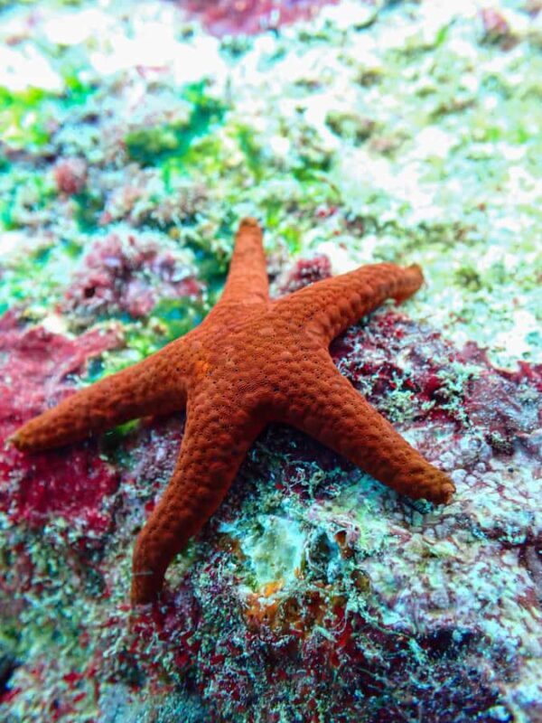 Unawatuna: Rock Island Snorkeling Tour with Equipment - Overview of the Snorkeling Experience