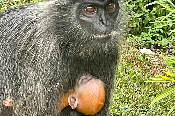 Unbelievable Firefly Kuala Selangor Day Tour - Tour Restrictions