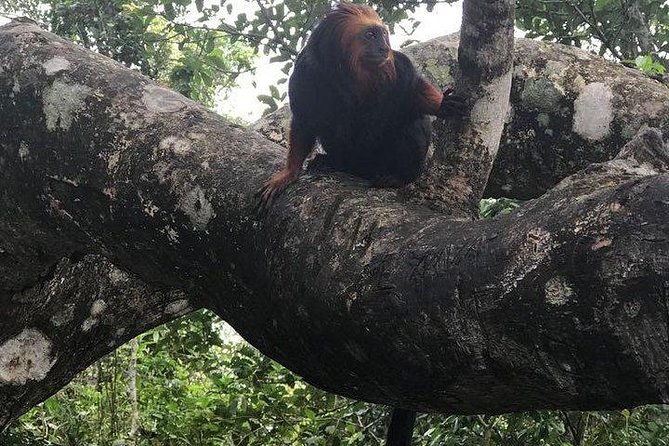 Uncover Rio's Natural Wonders With Private Tour - Tour Highlights