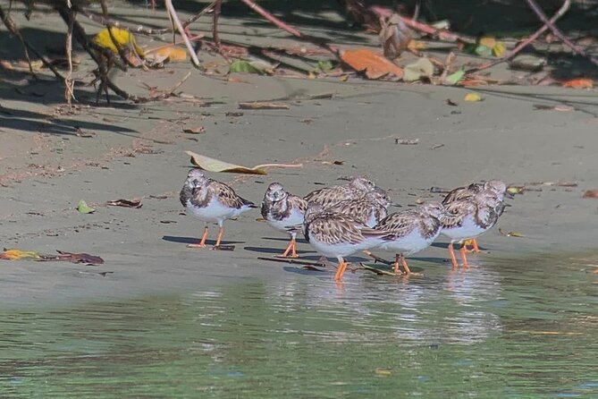 Uncover the Breathtaking Wildlife of Marino Ballena - Wildlife Highlights