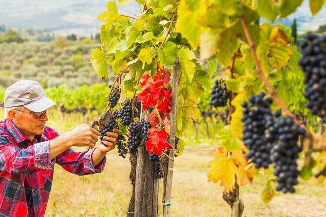 Uncover the Secrets of Chianti: Afternoon Wine Tour From Florence - Small-Group Experience With Maximum 15 People