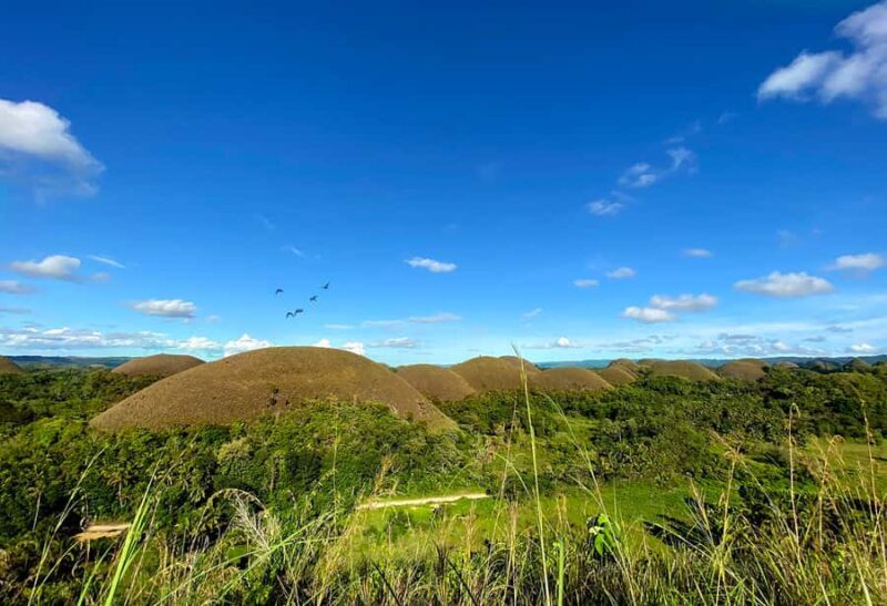 Uncrowded Bohol: Tarsiers, Chocolate Hills & Local Lunch - An In-Depth Look at the Tour Experience