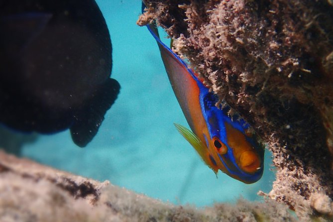 Under the Sea - Reef Exploration (Snorkel Tour) - Booking Details