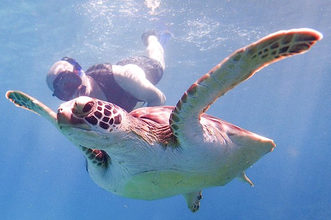 Under the Sea - Reef Exploration (Snorkel Tour) - Logistics