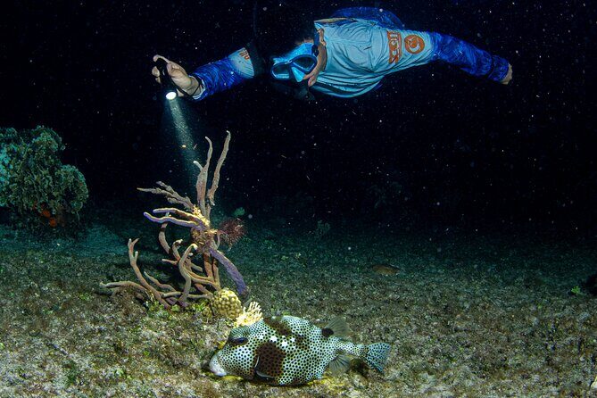 Under the Stars Twilight Snorkel and Seaside Dinner at Money Bar - An Uncommon Adventure in Cozumel: Nighttime Marine Life