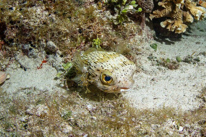 Under the Stars Twilight Snorkel and Seaside Dinner at Money Bar - Real Traveler Insights and Practical Tips