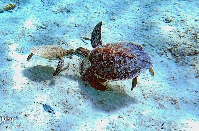 Underwater Guided Snorkeling Adventure in Bonaire - Authentic Experiences from Reviews