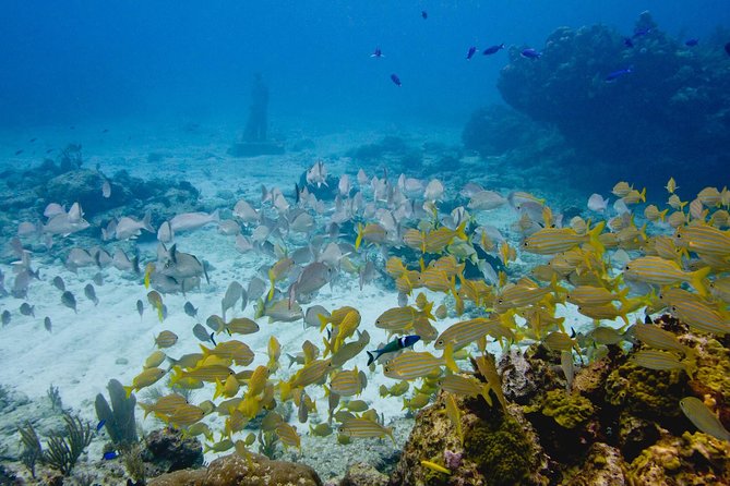 UNDERWATER MUSEUM CANCUN Diving for Beginners 1 Dive - Experience With Ticket - What to Expect During the Dive