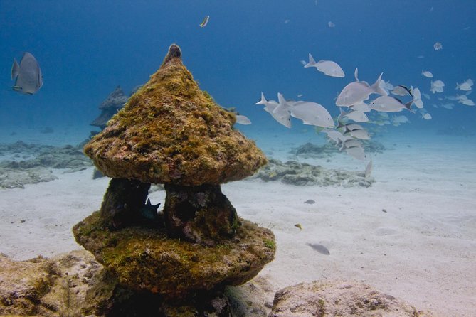 UNDERWATER MUSEUM CANCUN Diving for Beginners 1 Dive - Experience With Ticket - Common Questions